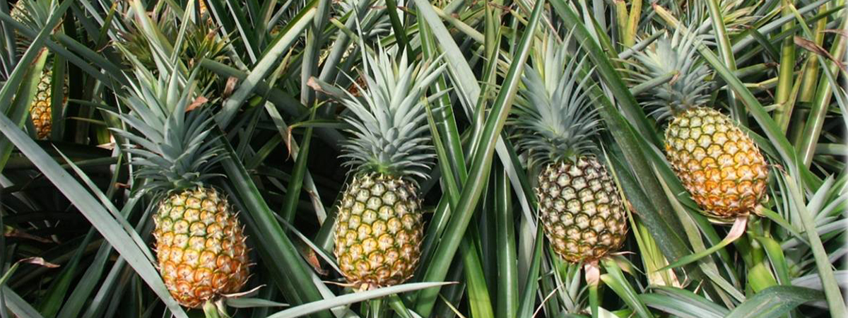 pineapple